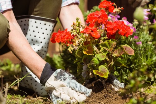 Neasden garden care with lawn and planting maintenance