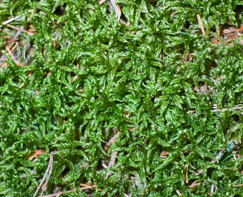 Garden plants